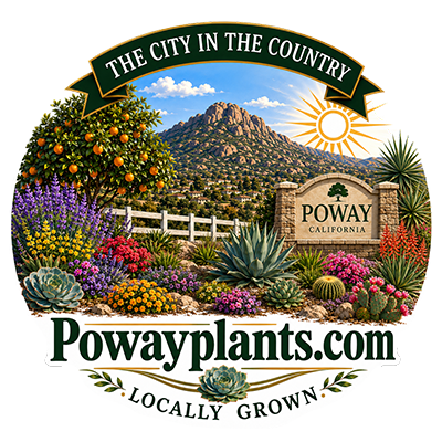 For Sale Near Poway, CA Poway Plants by Paradise Palms and Plants