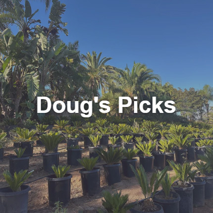 Shop Dougs Picks of Plants for Sale Near Poway