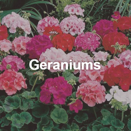 Shop Geraniums for Sale Near Poway