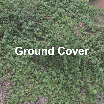 Shop Ground Cover Plants for Sale Near Poway