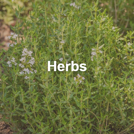 Shop Herbs for Sale Near Poway