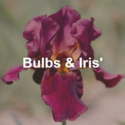 Shop Bulbs for Sale Near Poway