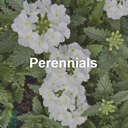Shop Perennials for Sale Near Poway