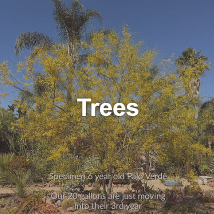Shop Trees for Sale Near Poway